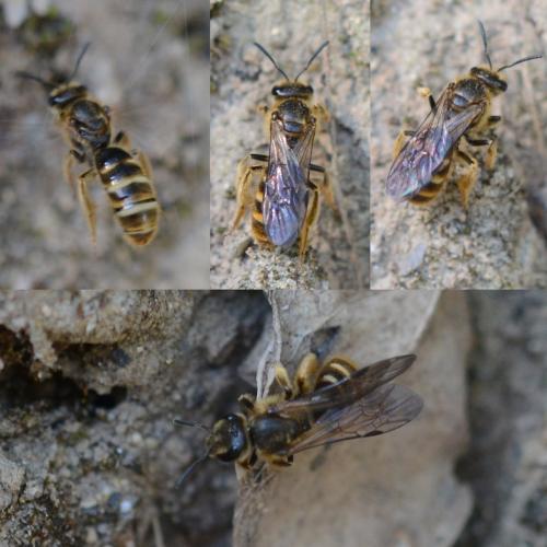 Réf. 310 327 : Lasioglossum sp.
